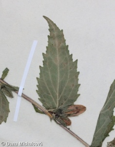 Campanula trachelium – zvonek kopřivolistý