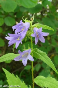 Campanula trachelium &ndash; zvonek kopřivolistý
