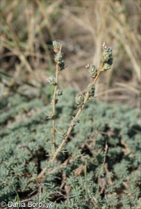 Camphorosma monspeliaca