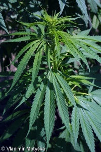 Cannabis sativa – konopí seté