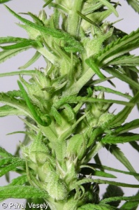 Cannabis sativa – konopí seté
