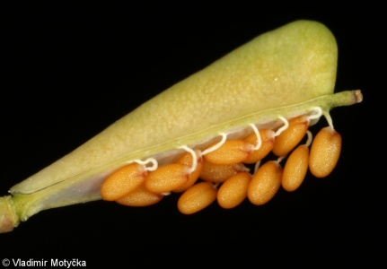 Capsella bursa-pastoris – kokoška pastuší tobolka