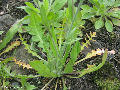 Capsella orientalis