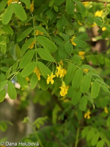 Caragana arborescens – čimišník stromovitý
