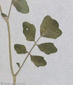 Cardamine amara subsp. amara – řeřišnice hořká pravá