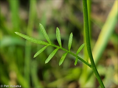 Cardamine parviflora – řeřišnice malokvětá