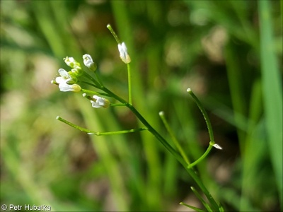 Cardamine parviflora – řeřišnice malokvětá