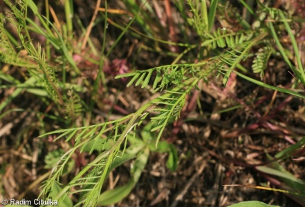 Cardamine parviflora – řeřišnice malokvětá