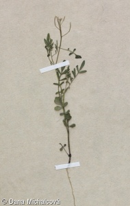 Cardamine parviflora – řeřišnice malokvětá