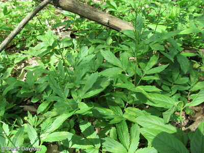 Cardamine quinquefolia