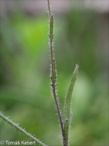Arabidopsis arenosa subsp. arenosa – řeřišničník písečný pravý
