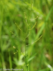 Arabidopsis halleri subsp. halleri – řeřišničník Hallerův pravý