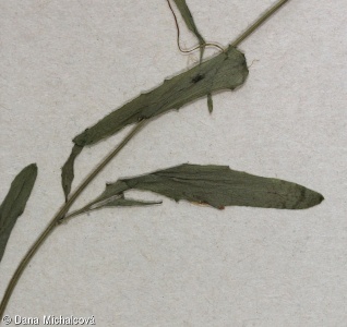 Arabidopsis halleri subsp. halleri – řeřišničník Hallerův pravý