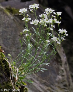 Arabidopsis petraea – řeřišničník skalní