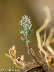 Arabidopsis petraea