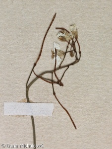 Arabidopsis petraea – řeřišničník skalní
