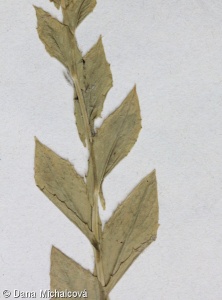 Lepidium draba subsp. draba