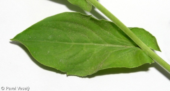 Lepidium draba subsp. draba