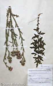 Carduus acanthoides – bodlák obecný