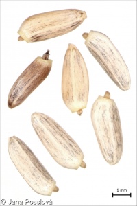Carduus acanthoides – bodlák obecný