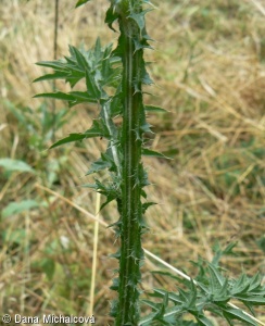 Carduus acanthoides – bodlák obecný