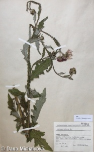 Carduus crispus – bodlák kadeřavý