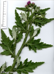 Carduus crispus subsp. crispus – bodlák kadeřavý pravý