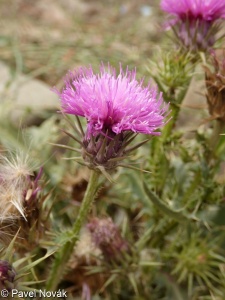 Carduus onopordioides