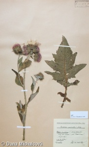 Carduus personata subsp. personata – bodlák lopuchovitý pravý