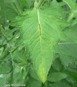 Carduus personata subsp. personata – bodlák lopuchovitý pravý