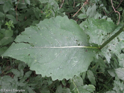 Carduus personata subsp. albidus