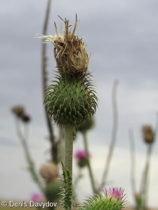 Carduus uncinatus