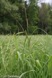 Carex acuta – ostřice štíhlá