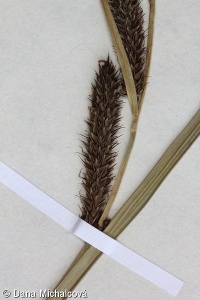 Carex acutiformis – ostřice kalužní, o. ostrá