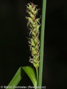 Carex acutiformis – ostřice kalužní, o. ostrá
