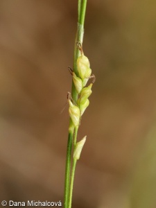 Carex alba – ostřice bílá