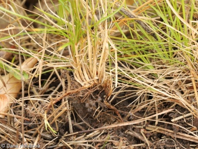 Carex alba – ostřice bílá