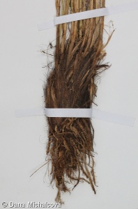 Carex appropinquata – ostřice odchylná