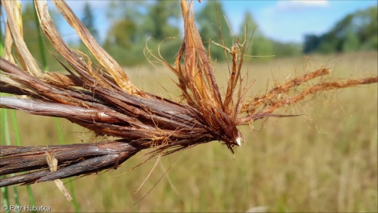 Carex appropinquata