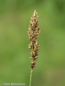Carex appropinquata – ostřice odchylná