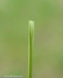 Carex appropinquata – ostřice odchylná