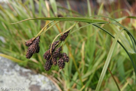 Carex aterrima – ostřice nejtmavší, ostřice zčernalá