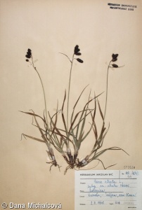 Carex atrata agg. – okruh ostřice tmavé