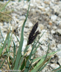 Carex atrata agg. – okruh ostřice tmavé