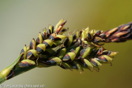 Carex bigelowii subsp. dacica – ostřice Bigelowova tuhá