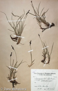 Carex bigelowii – ostřice Bigelowova