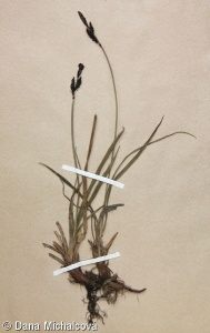 Carex bigelowii subsp. dacica – ostřice Bigelowova tuhá
