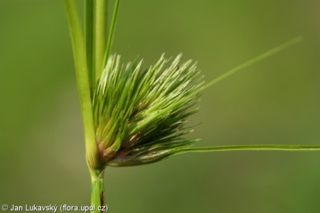 Carex bohemica – ostřice šáchorovitá