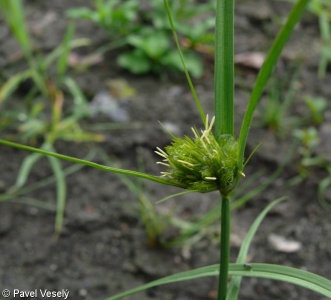 Carex bohemica – ostřice šáchorovitá