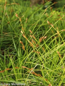 Carex brevicollis – ostřice krátkošijná